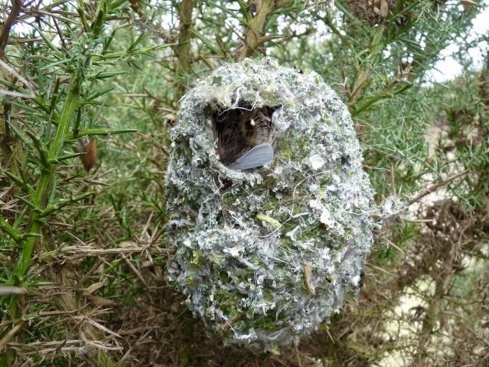 Long Tailed Tit Nests 1