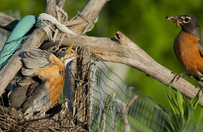 Nesting Success and Survival