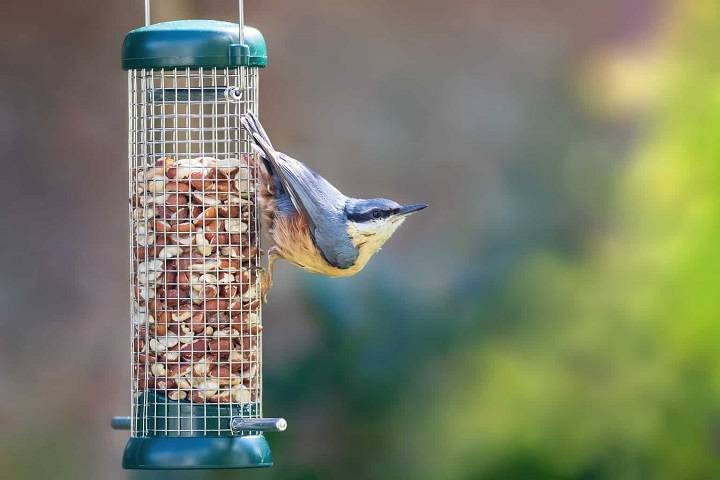 Peckish Bird Food: Nourishing Your Garden Visitors Peckish Bird Food