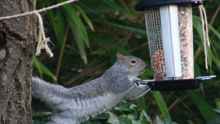 Keeping Pesky Squirrels at Bay: The Ultimate Guide to Squirrel-Proof Bird Feeders Squirrel Proof Bird Feeders