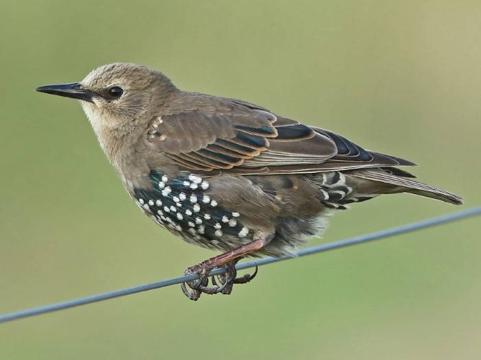 Starling Bird 2