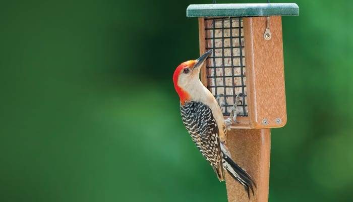 Suet Blocks for Birds 1