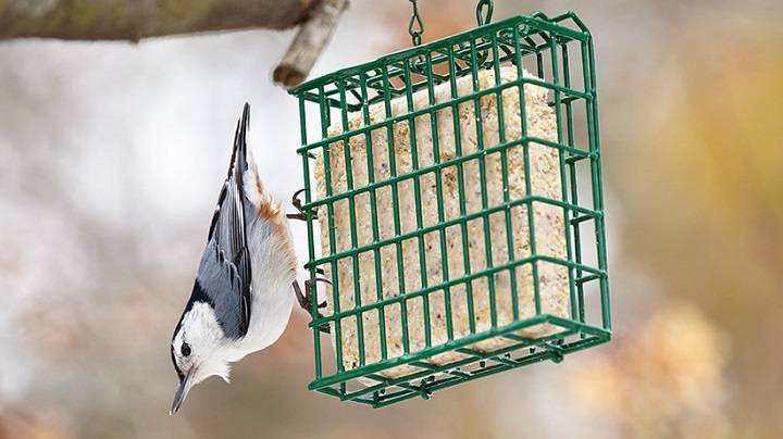 Suet Blocks for Birds: A Comprehensive Guide to Providing Nutritious Winter Fuel Suet Blocks for Birds