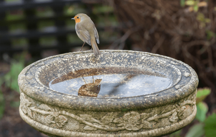 The Beauty and Benefits of Stone Bird Baths