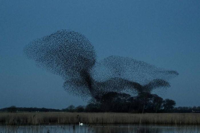 The Beauty of Starling Murmurations