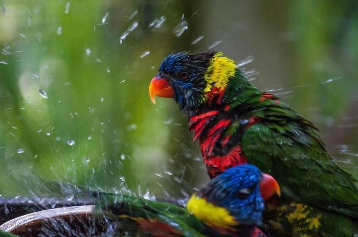 The Evolution of Metal Bird Baths