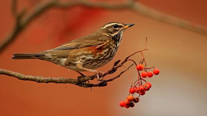 The Redwing Bird