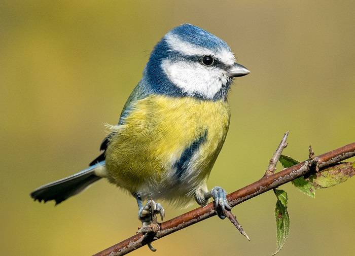 The Splendor of the Blue Tit