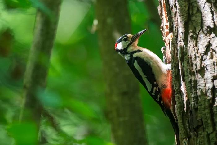 Tips for Spotting Lesser Spotted Woodpeckers