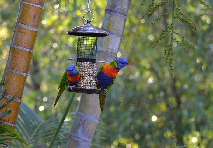 Types of Bird Feeders for Small Birds