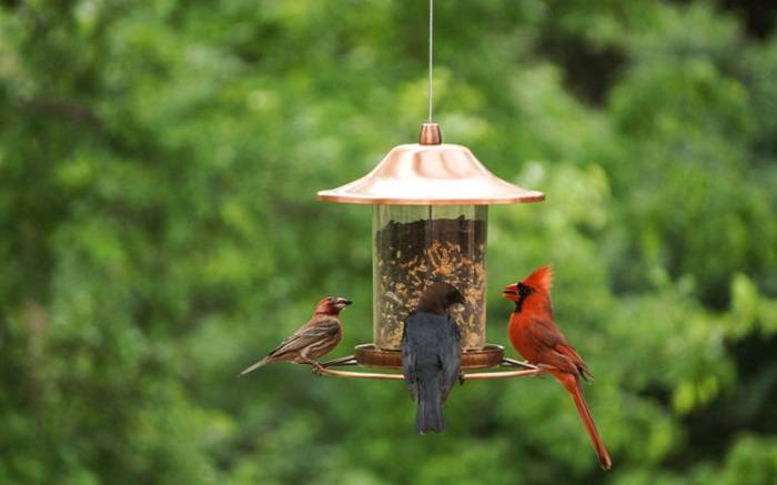 Types of Birds Attracted 1