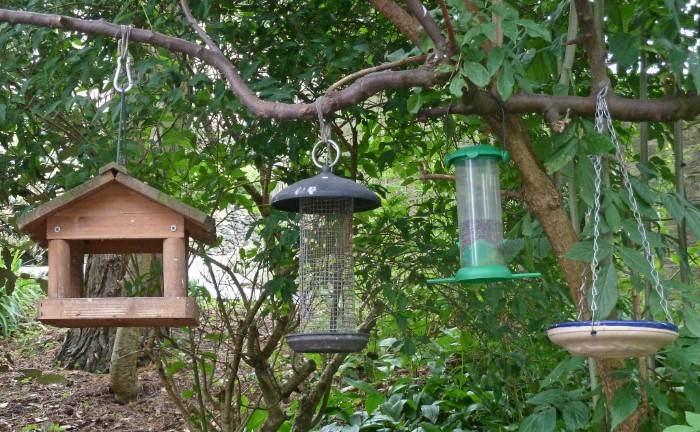 Understanding Bird Feeder Types