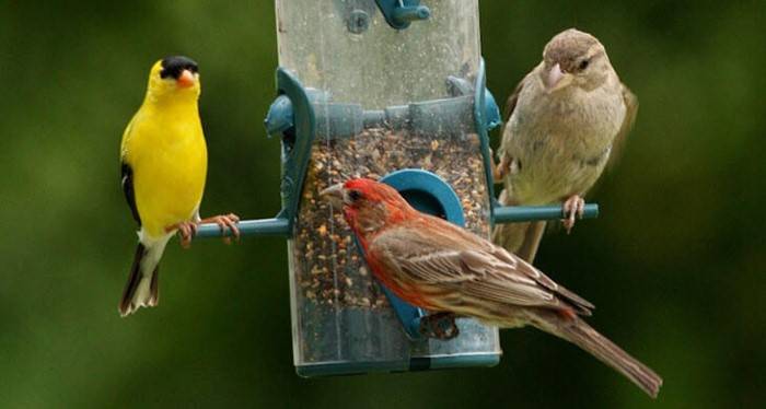 Understanding Bird Feeding Behavior