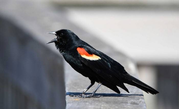 Understanding Blackbird Behavior and Social Dynamics