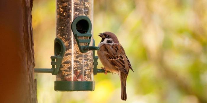 Understanding Heavy Duty Bird Feeding Stations