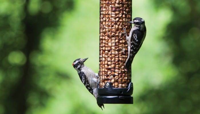 Understanding Peanut Feeders