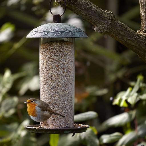 Understanding Peckish Bird Food