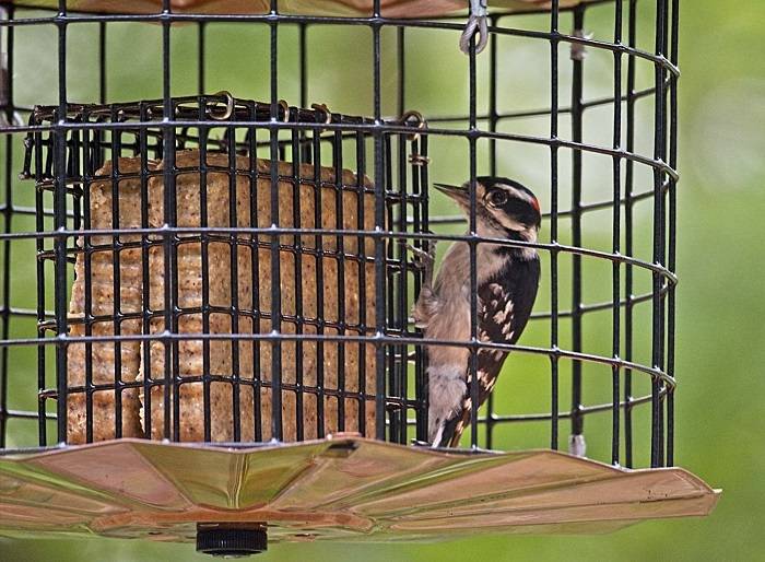 Understanding Squirrel Proof Suet Feeders