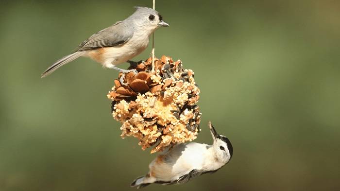 Understanding Wild Bird Seed