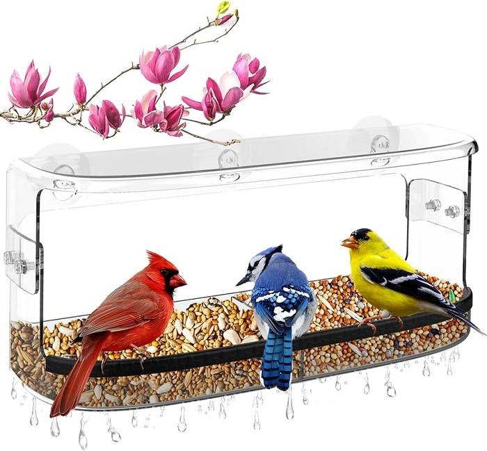 Understanding Window Bird Feeders