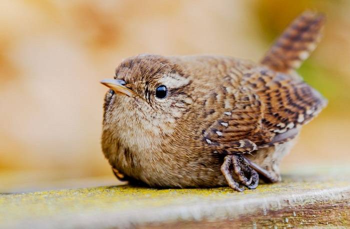 Understanding the Threat 1