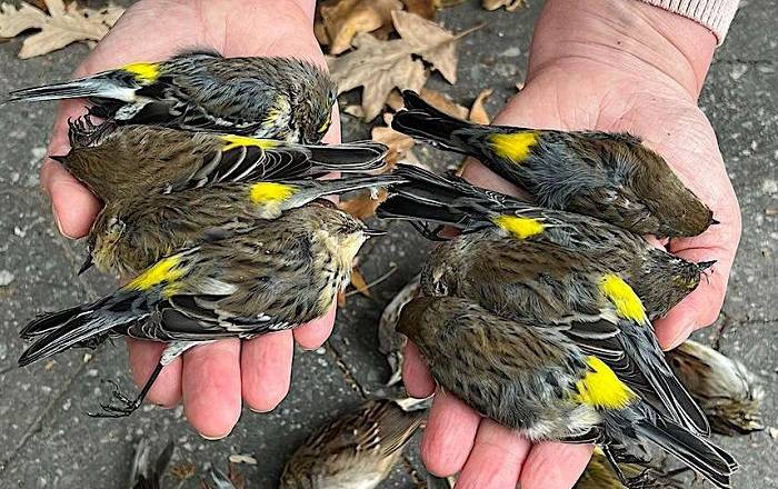 Understanding the Threat