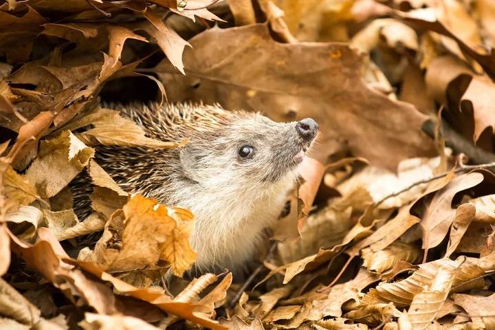 When Do Hedgehogs Come Out of Hibernation? Understanding the Awakening of Britain’s Favorite Garden Visitor When Do Hedgehogs Come Out of Hibernation