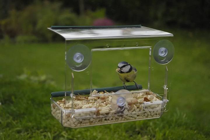 Window Bird Feeders: Bringing Feathered Friends Close to Home in the UK Window Bird Feeders