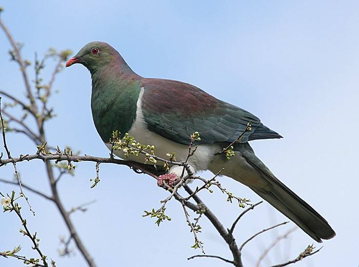 Wood Pigeon 2