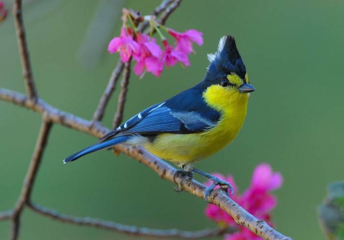 Yellow Tit 1