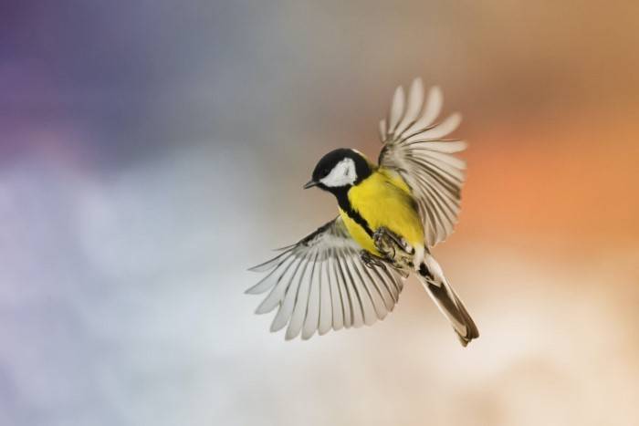 Yellow Tit 2