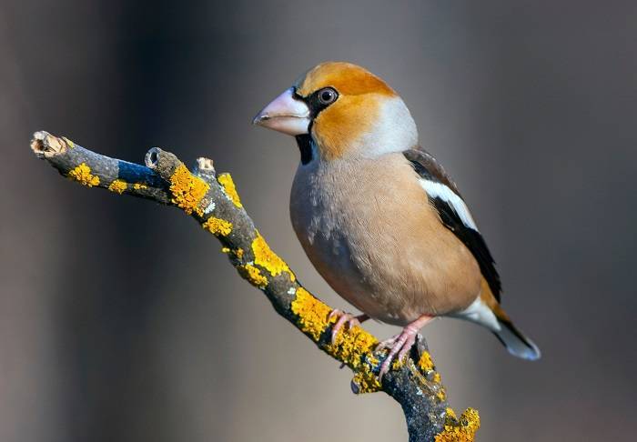 enigmatic bullfinch 1