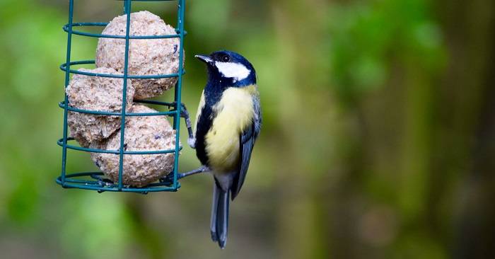 great tit with fat ball