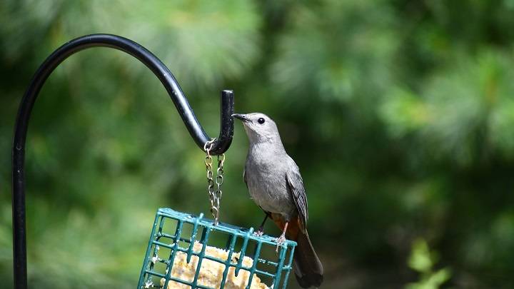 Bird Feeder Hanger: Elevating Your Bird Feeding Experience l intro 1689358305