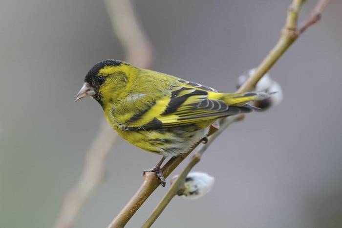 siskin on branch 1024x682 1