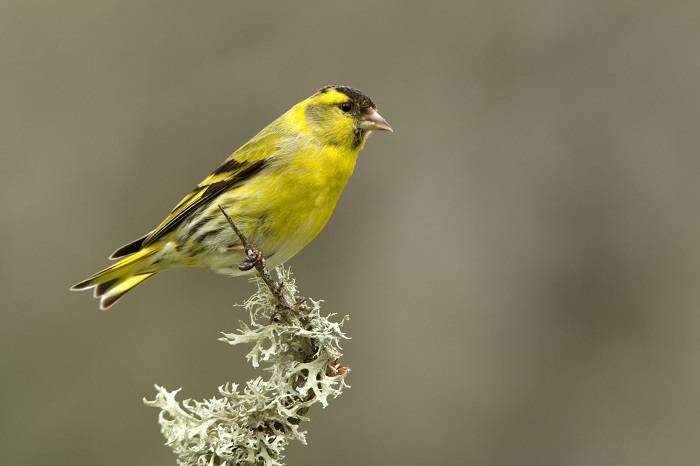siskin perches