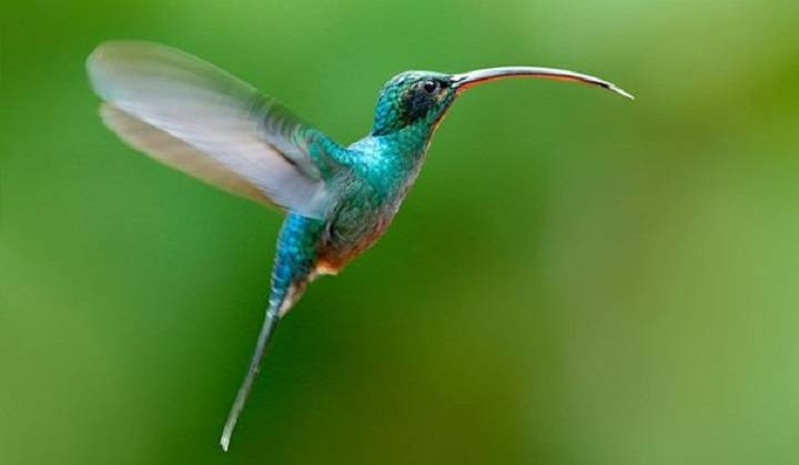 Exploring the Phenomenon of Backward Flight in Hummingbirds: Nature’s Aerial Acrobats this bird can fly backwards