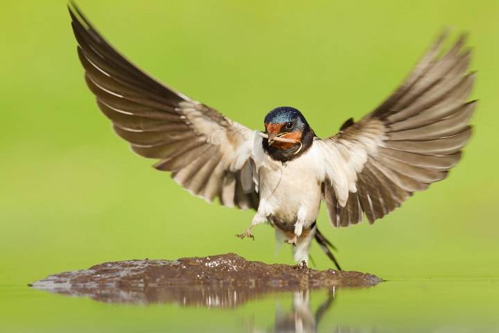 The Arrival of Swallows: A Sign of Spring in the UK when do swallows arrive in uk