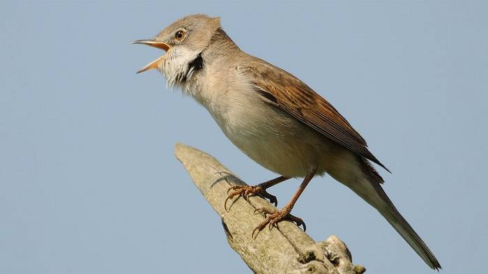 whitethroat song calling wtml 1062836 amy lewis copy