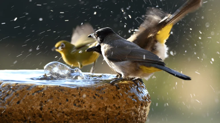 Stay Warm, Feathered Friends: Unveiling the Best Heated Bird Baths of the Year! 1