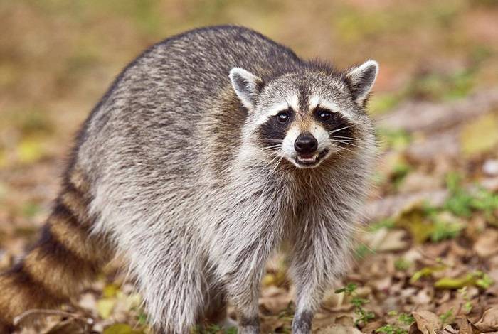 1 raccoon foraging for food bob gibbons