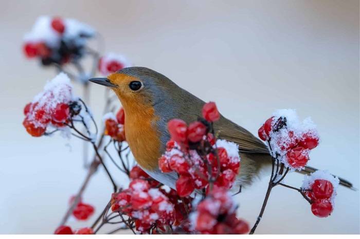 536 garden birds in winter robin