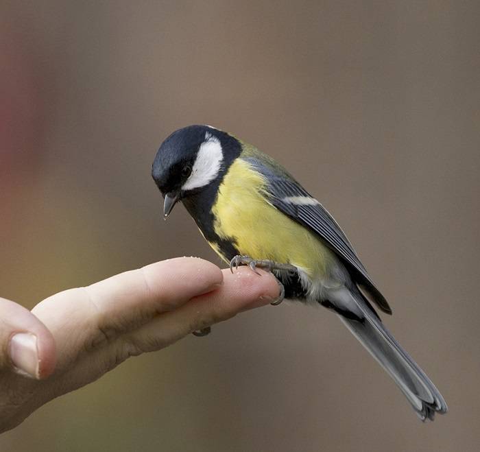 A Bird in the Hand 4