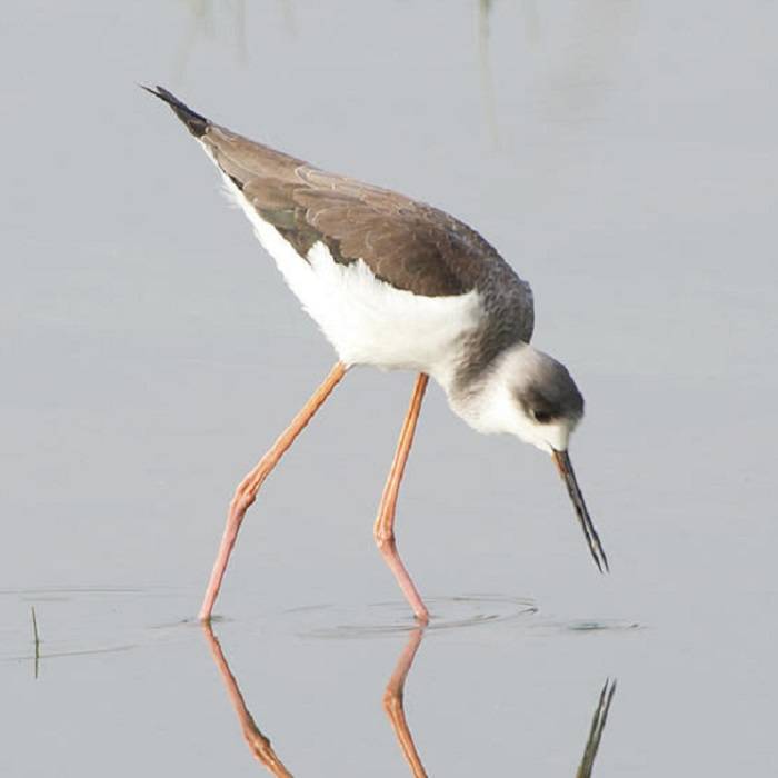 Anatomy and Adaptations 1