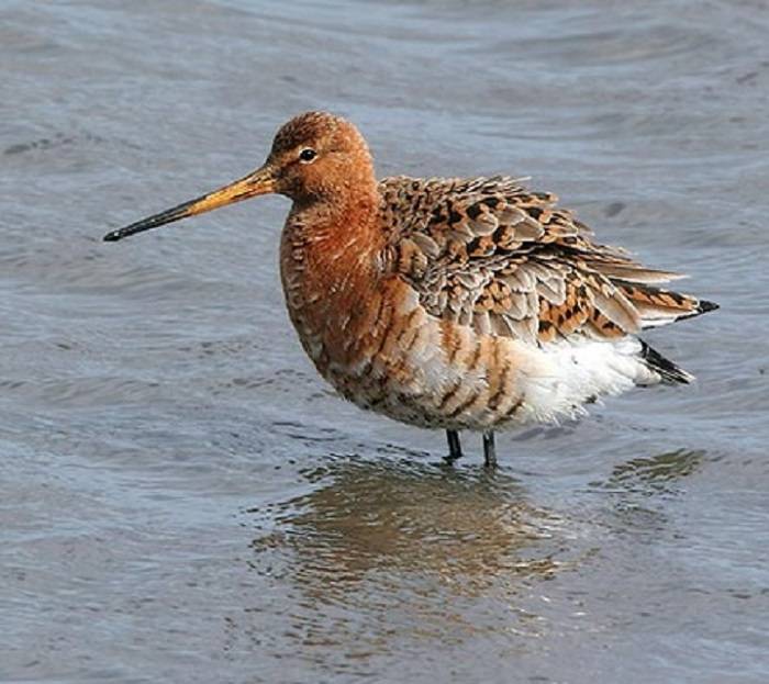 Anatomy and Adaptations