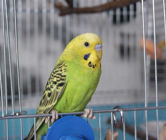 Benefits of the Calm Fit Bird Lifestyle