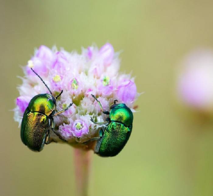 Conservation and Research Initiatives