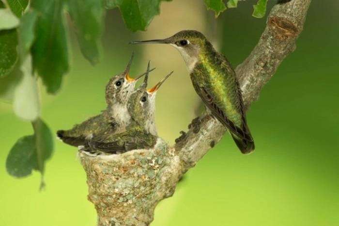 Creating a Hummingbird Friendly Habitat