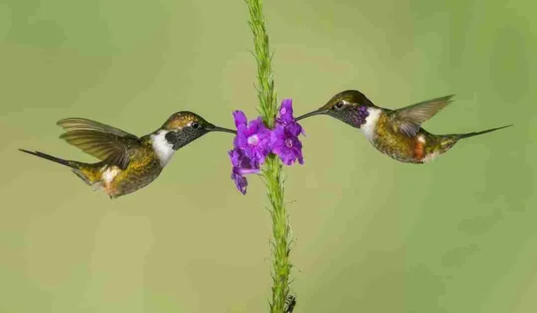Fluttering Jewels: Maryland’s Enchanting Hummingbirds Creating a Symphony of Colors Attracting Hummingbirds to Your Louisiana Garden Cane Row Nursery Landscaping Lafayette LA 1 1080x628 1