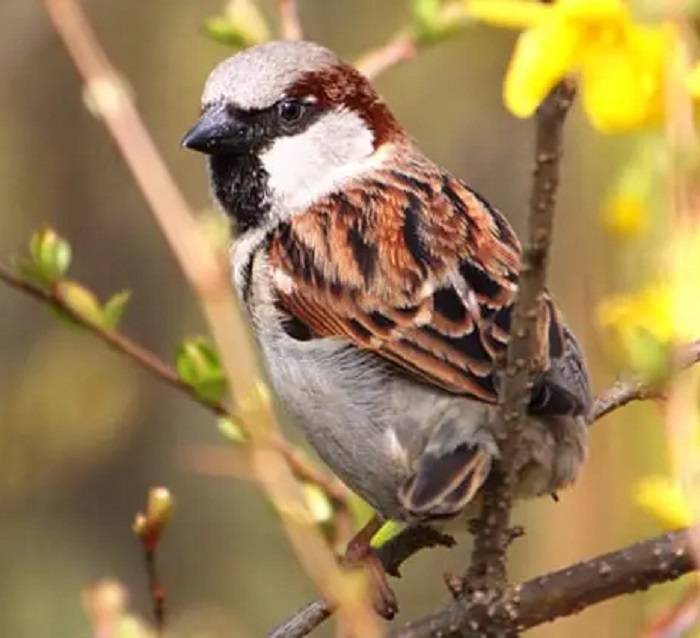 Exploring the Socio Cultural Significance of House Sparrows